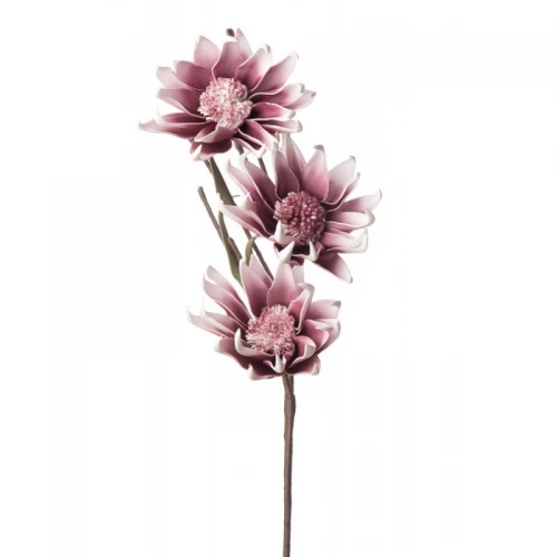 Magnolia Liliiflora