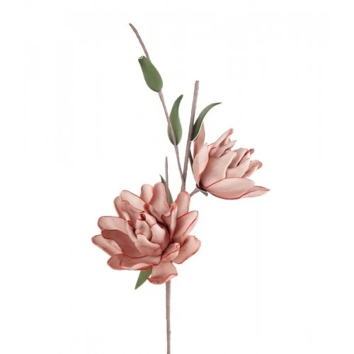 Magnolia Liliiflora rosa