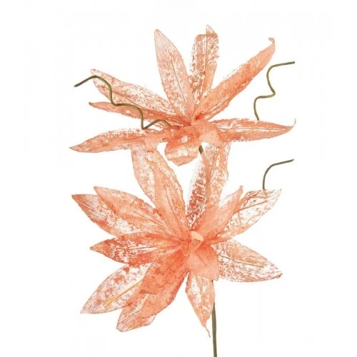 Magnolia porpurea arancio