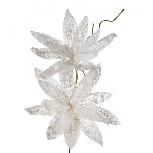 Magnolia porpurea bianco