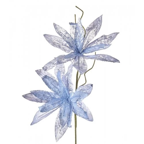 Magnolia porpurea celeste