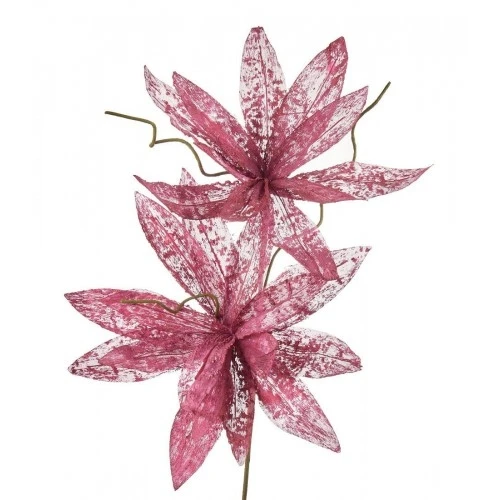 Magnolia porpurea ribes