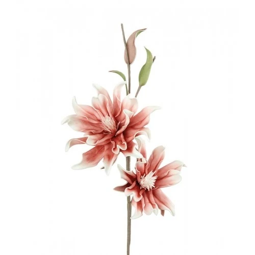 Magnolia Soulangeana rosa