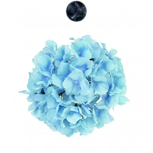 ORTENSIA AZZURRA