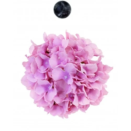 ORTENSIA ROSA