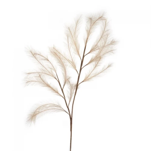 Pampas Naturale