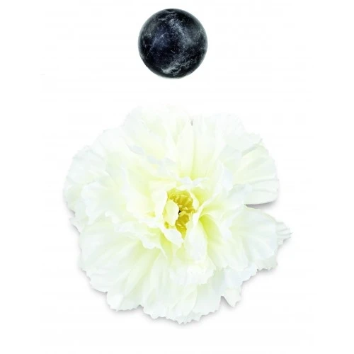 PEONIA AVORIO