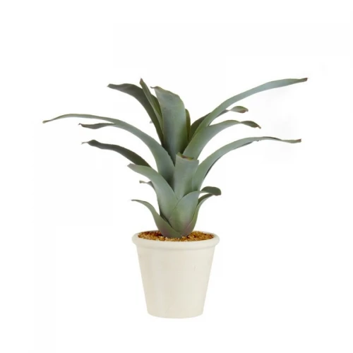 Pianta
