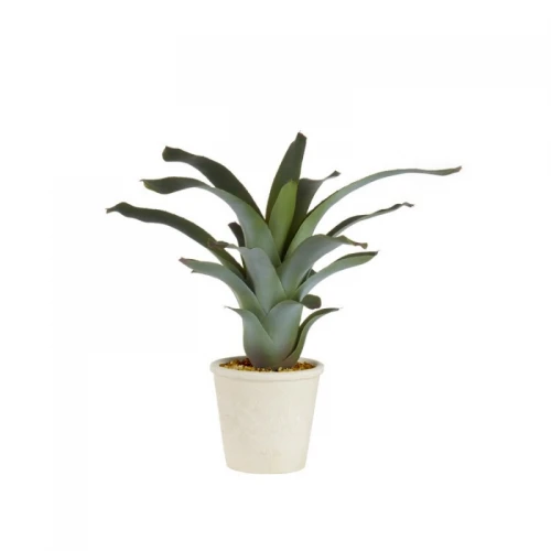 Pianta