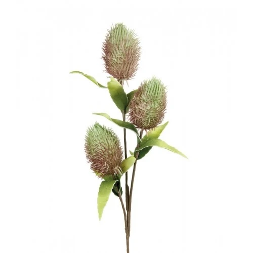 Protea Nitida verde