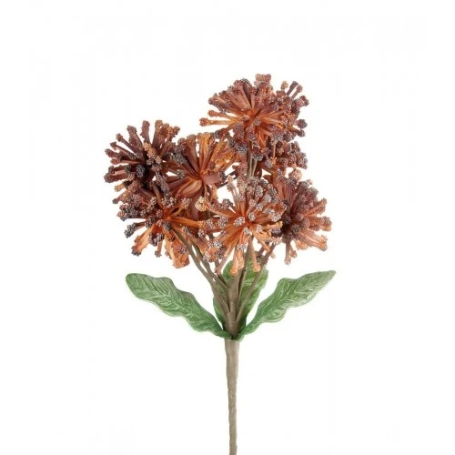 Protea Nutan arancio