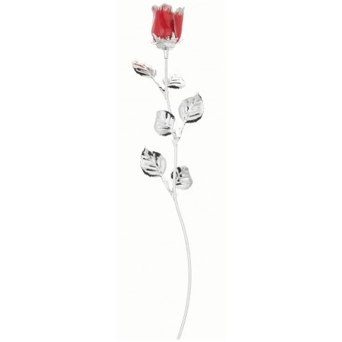 ROSA CM 30 - ROSSA SCARLATTA
