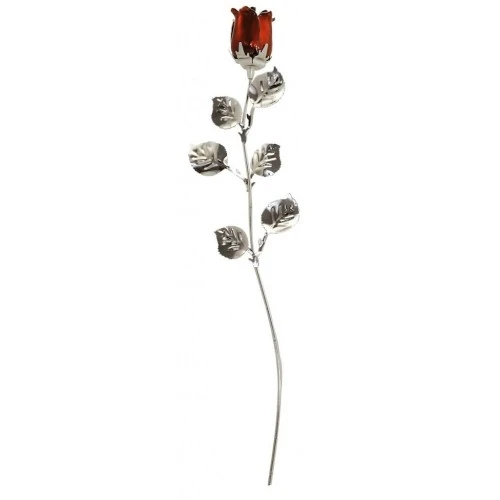 ROSA CM 30- ROSSA SCARLATTA