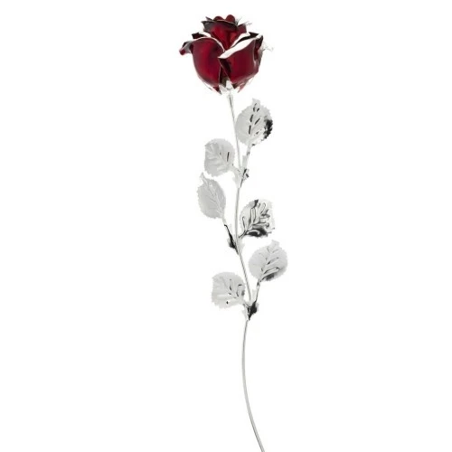 ROSA CM 39 - BORDEAUX