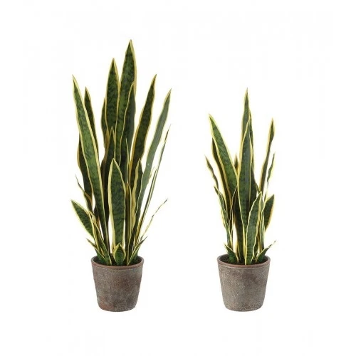 Sanseveria - set 2 pz