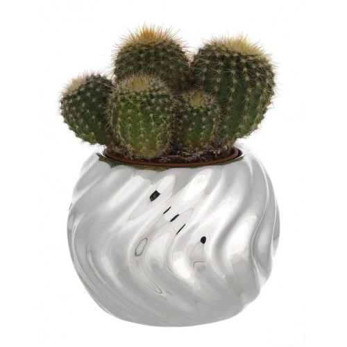 SFERA PORTAVASO D. 6 TORCIGLIONE