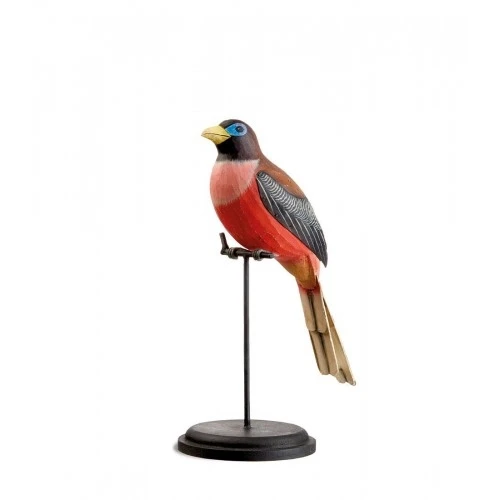 Trogone delle Filippine decorativo