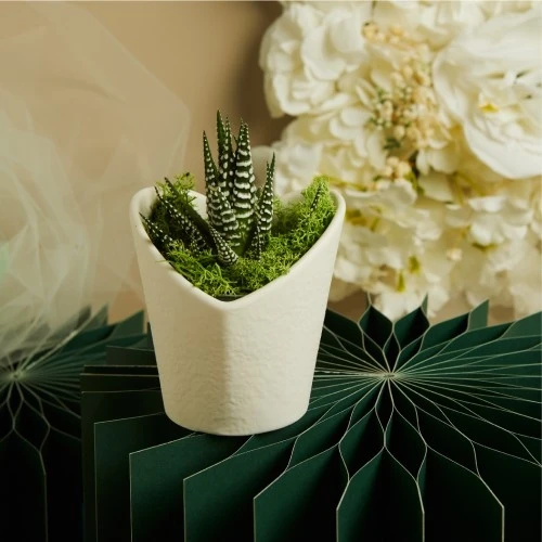 BOMBONIERA CLARALUNA MATRIMONIO: VASETTO BIANCO CON PIANTINA GRASSA VERA cm. 9,8x9,5x9,6