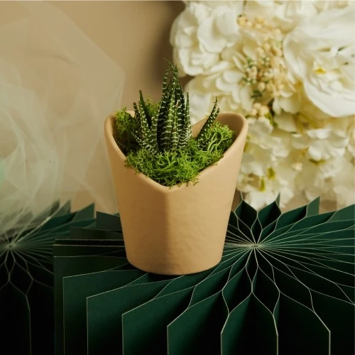 BOMBONIERA MATRIMONI CLARALUNA: VASETTO TORTORA CON PIANTINA cm. 9,8x9,5x9,6