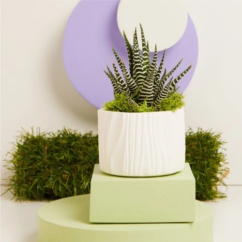 VASETTO ONDE GRANDE CON PIANTINA - CLARALUNA 2025