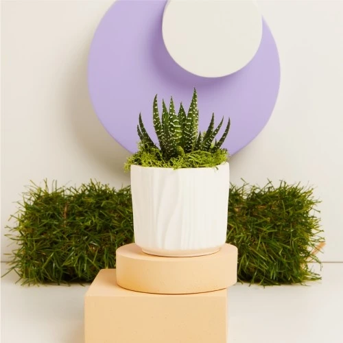 VASETTO ONDE PICCOLO CON PIANTINA - CLARALUNA 2025