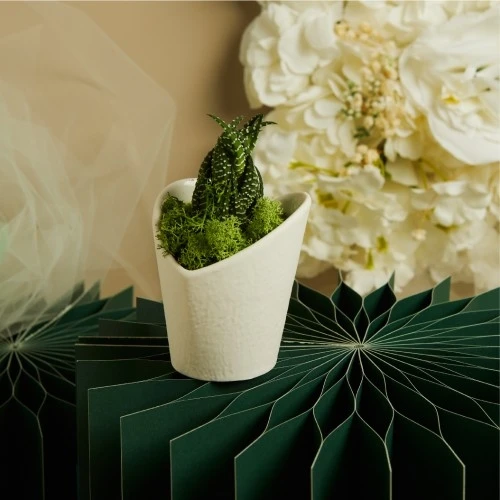 Bomboniera Claraluna: Vasetto in Ceramica con Pianta Grassa Autentica cm.8x7x8,6