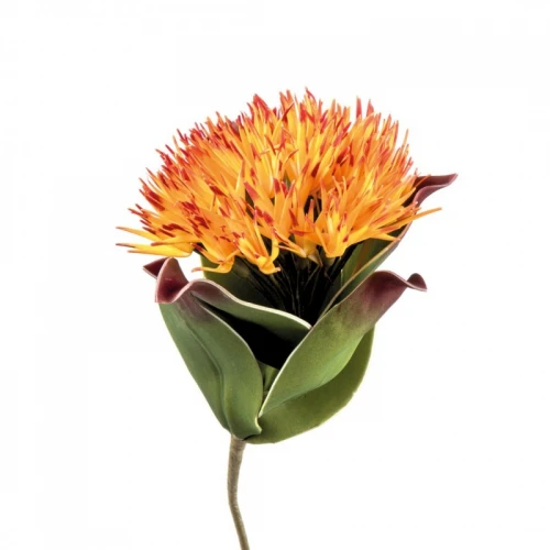 Vriesea