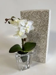 Vasetto con orchidea Claraluna - Offerta Bomboniere