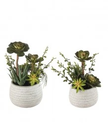 Composizione piante grasse - set 2 pz